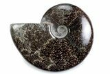 Polished Ammonite (Cleoniceras) Fossil - Madagascar #365043-1